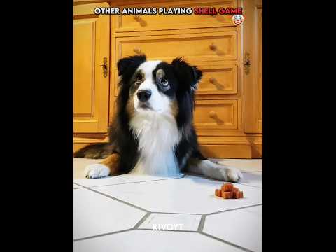 Other animals playing shell game vs Cat 💀 #edit #animal #skulledit #usa thumbnail