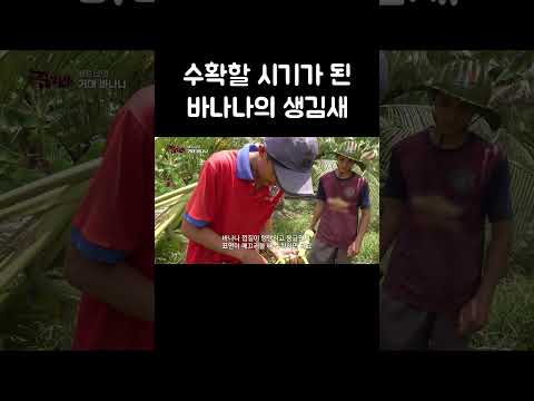 수확할 시기가 된 바나나의 생김새 #shorts thumbnail