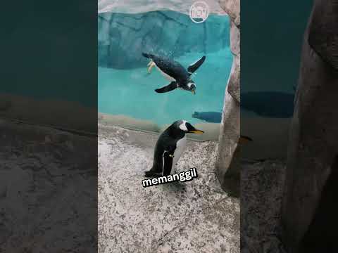 Detik Menegangkan Saat Penguin Terjatuh😱#shorts thumbnail