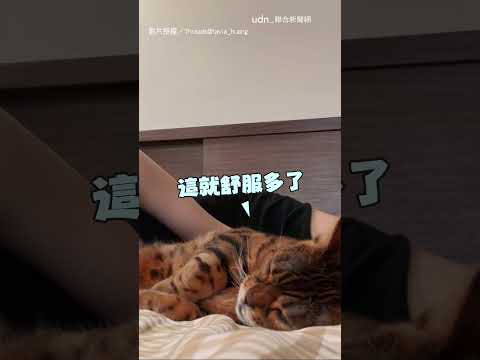 【太自然囉】貓拿奴才的臉「饋咖」 還用屁股對著頭XD｜貓｜主人 thumbnail