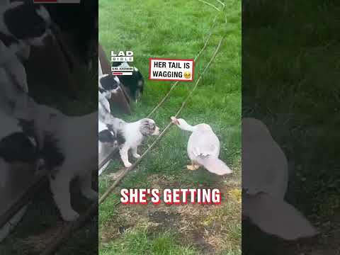 Her little tail is wagging so fast 🥹 thumbnail