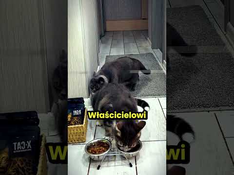 Właścicielka bardzo kocha swojego kota z zespołem Downa!❤️❤️❤️ thumbnail