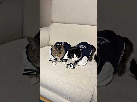 집합 당하는 고양이 thumbnail