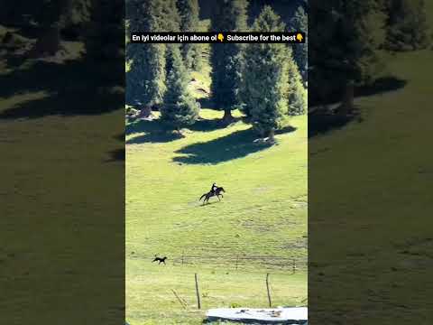 KARTALLAR SAHİBİNİN YANINDA KÖPEĞİ GÖZLERİNE KESTİRDİLER #viral #shorts #short #video #subscribe thumbnail