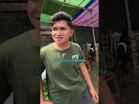 Bayar kopi pake kambing buat Qurban‼️ thumbnail