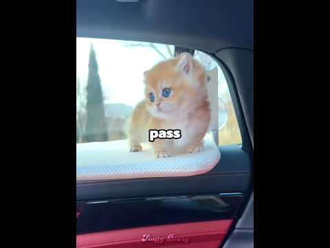 These kittens go on a long trip ??? thumbnail
