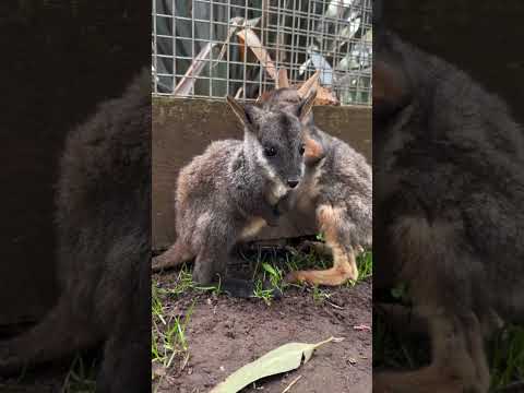 NO WORDS NEEDED… Baby Joeys Just Being Cute 🥹🦘 thumbnail