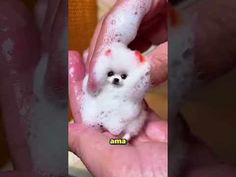 Kimse Bu Küçük Yavru Köpeğin Hayatta Kalacağını Düşünmemişti ?❤️ thumbnail