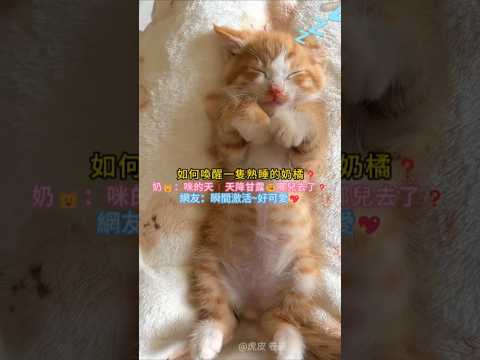 如何喚醒熟睡的奶貓❓ 奶橘：咪的天❗天降甘霖😍咪要喝~ 網友：瞬間激活🤣好可愛🥰 #cat #cute  #funny #shorts #funnyshorts thumbnail