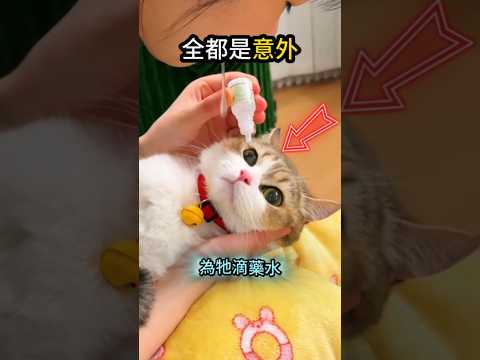 小貓醒來了?發現全都不一樣? thumbnail