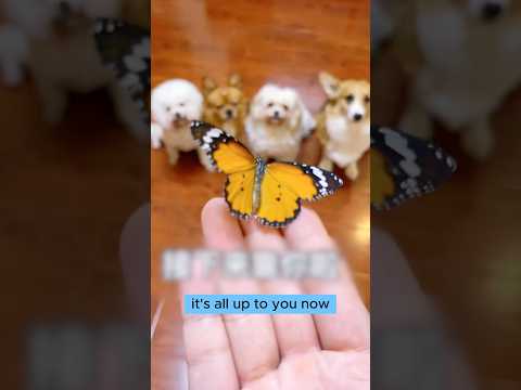 I request the butterfly to persuade the puppy to take a bath. thumbnail