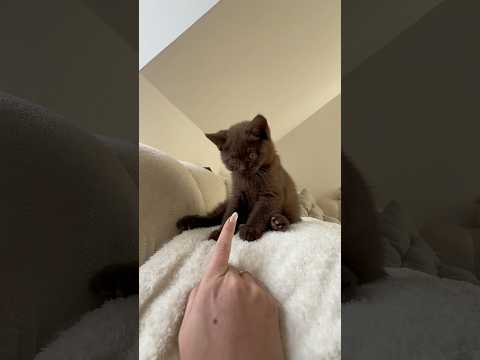 Ich liebe die beiden so sehr…?❤️ #shortvideo #kitten #katzen thumbnail