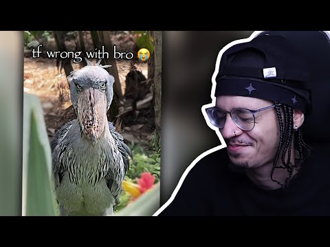 Can My Instagram FYP Make Me Laugh?...#30 thumbnail