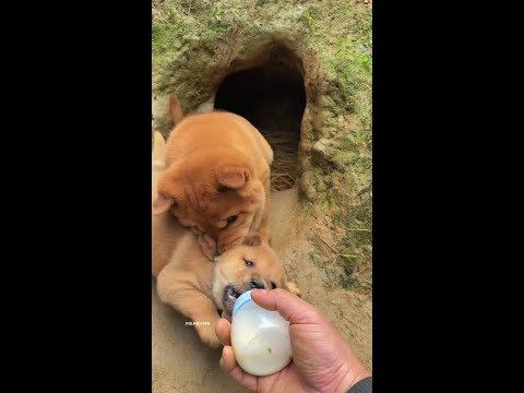 Little bitch, your butt is itchy again. Little milk dog, pastoral dog, Chinese pastoral dog, puppy. thumbnail