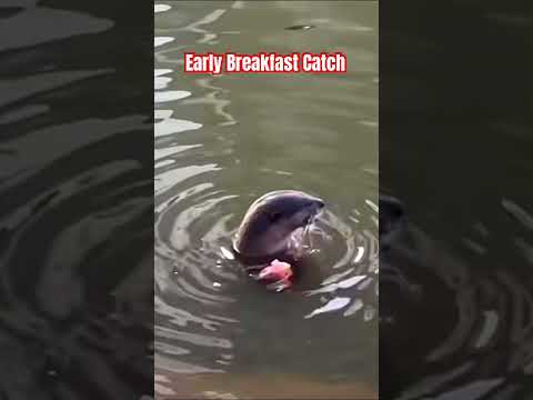 Looks like Otter caught a Parrot fish?? #funnyanimals #otter #otters #sgwildlife thumbnail