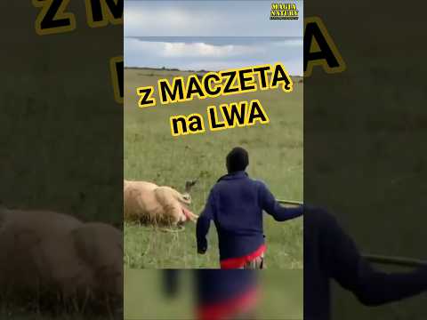 Szarża Masaja na Lwa thumbnail