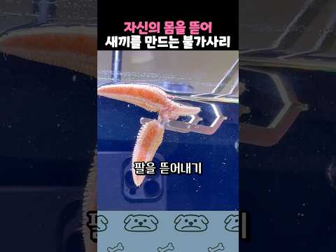 불가사리가 새끼를 만드는 놀라운 방법 thumbnail