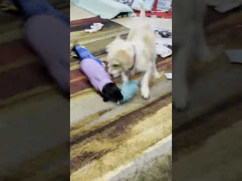 Chihuahua Chaos #dogshorts #Chihuahua #funnydogs #puppy #chihuahuaworld #funny thumbnail