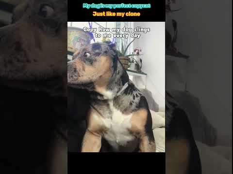 When Your Dog Becomes Your Perfect Double#fyp #dog #foryou #fypシ゚viral #funny #petlover #fypシ thumbnail