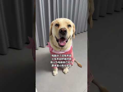 狗子：还在这拍呢，赶紧给我打开空调#萌宠出道计划#狗狗#拉布拉多#万物可爱计划#互联网狗子 thumbnail