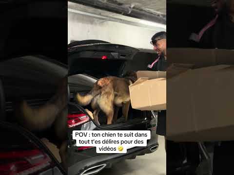 Le mec fait vraiment tout ce que je lui dis 😭🥹 #ades #mercedes #voiture #malinois thumbnail
