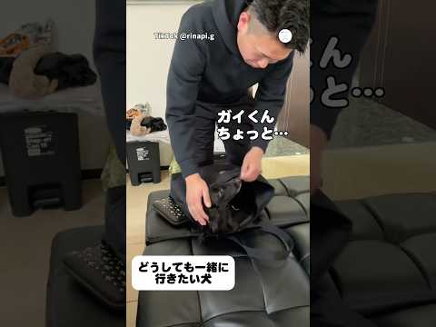 バッグで待機中‼️絶対に一緒に行きたい犬　　　　　　#ミニチュアダックスフンド #犬　#かわいい犬 #いぬ　#犬のいる暮らし thumbnail