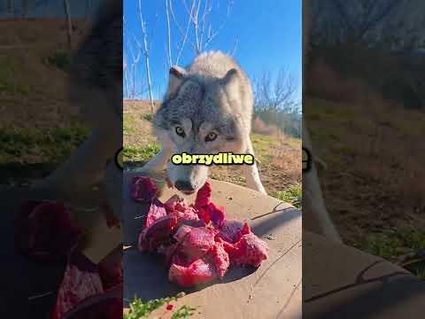 Oszustwo producentów karm dla zwierząt 🤬🐶 thumbnail