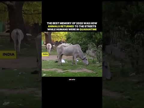 The Best Memory of 2020 Was How Animals Returned to The Streets While Humans Were In Quarantine. thumbnail