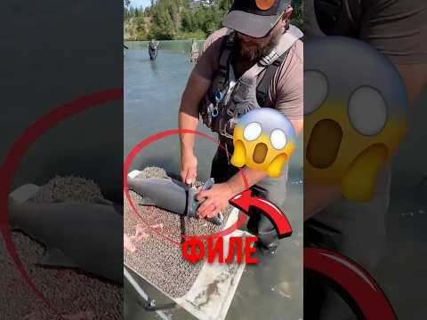 🐟 Как он идеально разделывает рыбу! #рыба #разделкарыбы #рыбалка thumbnail