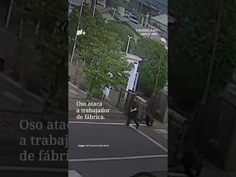 Oso ataca a trabajador de fábrica en Japón thumbnail
