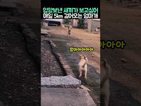 입양보낸 새끼가 보고싶어 매일 5km 걸어오는 엄마개 thumbnail