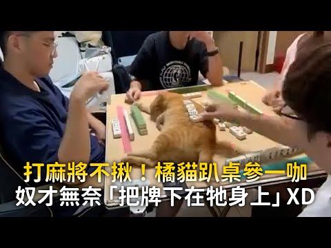 打麻將不揪！橘貓趴桌參一咖　奴才無奈「把牌下在牠身上」XD｜#寵物雲 thumbnail
