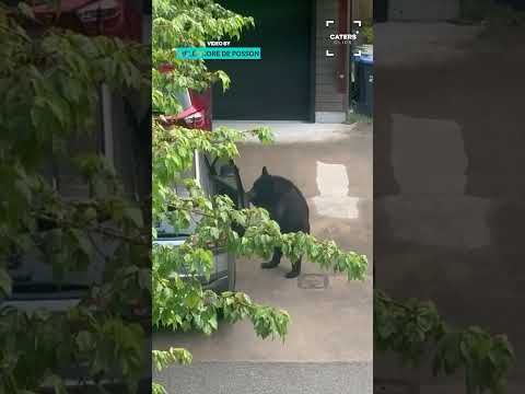 A Reminder To Lock Your Doors In Bear Country 😱 #bear #bears thumbnail