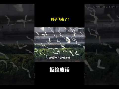 鸽子飞走了！#冷知识 #涨知识 thumbnail