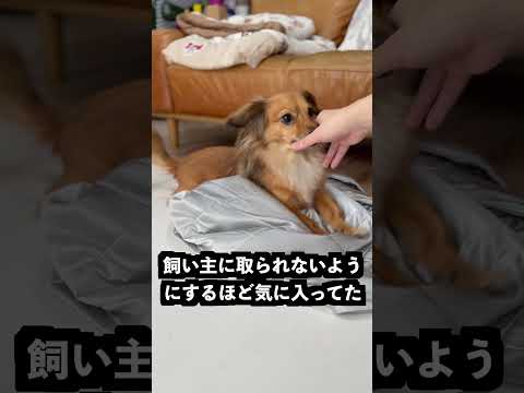 冷房を当てると冷えるゴリラのハグに氷を乗せても溶けないはず！ thumbnail