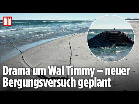 Bergungs-Chaos um Wal Timmy – Kadaver wird weiter an Land gedrückt thumbnail