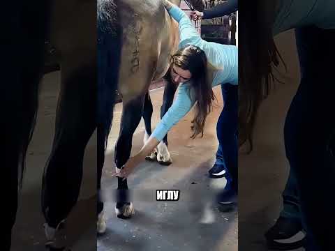Зачем девушка уколола КОПЫТО ЕСЛИ У ЛОШАДИ БОЛИТ СПИНА??? thumbnail