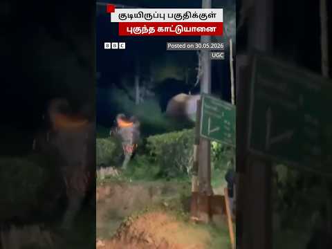 குடியிருப்புக்குள் புகுந்து வீட்டின் மேற்கூரையை உடைத்த காட்டு யானை thumbnail
