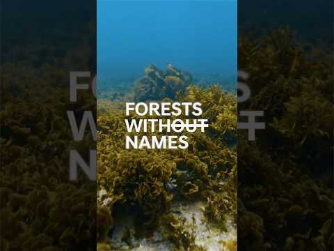 Together, we gave this underwater forest a name. thumbnail