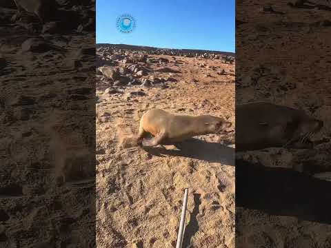 Seal Saved From Plastic Wrap #shorts thumbnail
