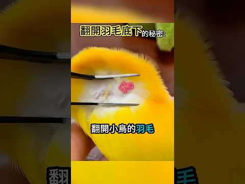 超級療癒 🦜 thumbnail