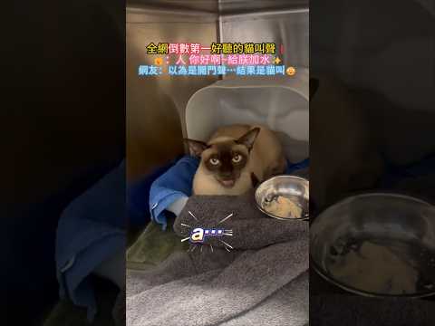 全網倒數第一好聽的貓叫聲❗ 🐱：人 你好 給朕端水來😎 網友：以為是門生鏽，結果是貓叫🥲 #cat #cute #funny #funnyshorts #shorts thumbnail