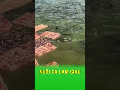Cách biến nội tạng gà vứt đi thành tiền thumbnail