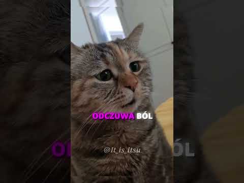 DLACZEGO KOT LOSOWO GRYZIE CIĘ W RĘCE?! 😾🖖#shorts thumbnail