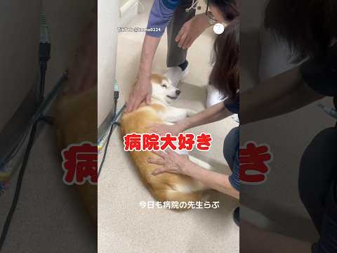 病院が大好きな柴犬?　#柴犬　#犬　#かわいい犬 #動物病院 #犬のいる暮らし thumbnail