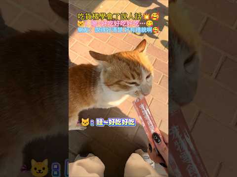 橘貓餵了吃居然說人話?❗ ?：嗯~好吃好吃好吃? 網友：說得好清楚 好有禮貌? #cat #cute #funny #funnyshorts #cutecat thumbnail
