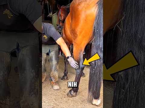 Detik-Detik Menegangkan... Cowok ini Selamatkan Kaki Kudanya Sebelum Turnamen Besar! thumbnail