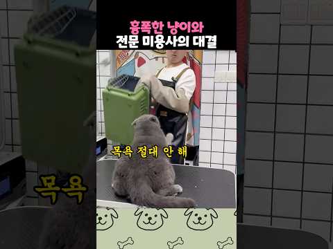 흉폭한 냥이와 전문가의 대결 thumbnail