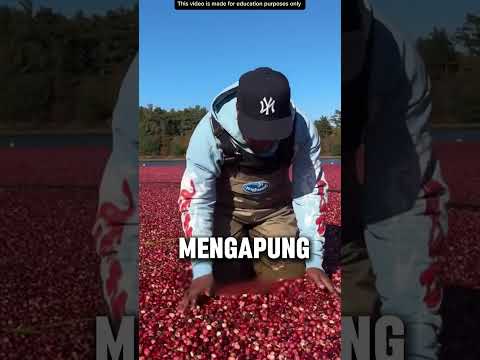 LAUTAN BUAH CRANBERRY❗️ thumbnail