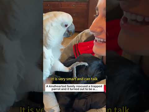 The Dancing Parrot #lovestory #animals #wildliferescue #rescueefforts #cute #rescue#parrot #love thumbnail